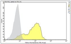 MULT1, Rat anti-Mouse, Clone: 1D6, Millipore Sigma 25&mu;g; Unconjugated:Antibodies,